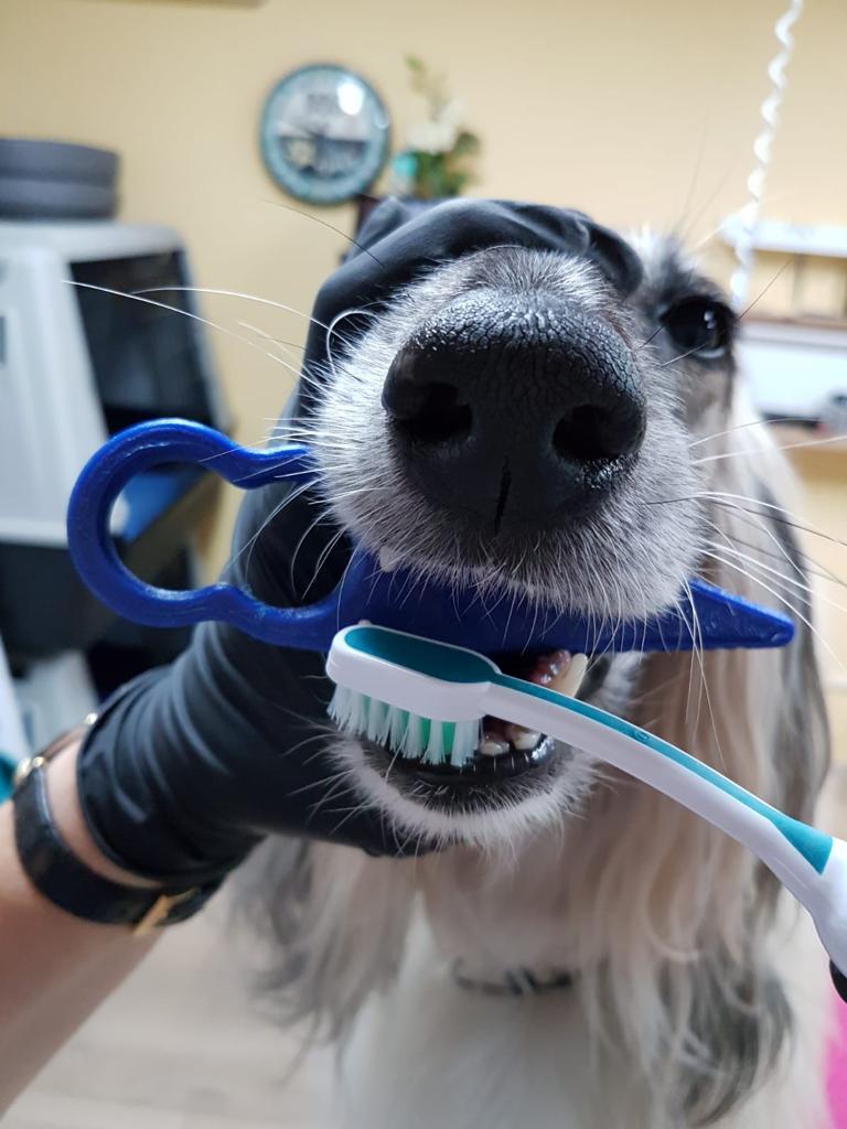 DentiBoy